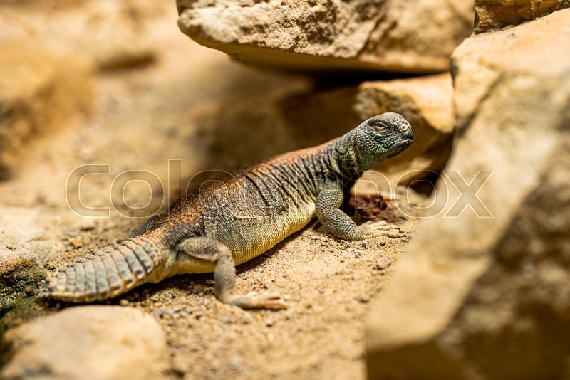 Lizard Habitat ubicaciondepersonas.cdmx.gob.mx