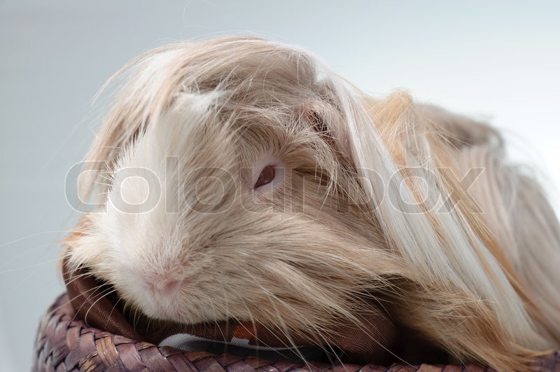 Long Haired Guinea Pig Stock Image Colourbox