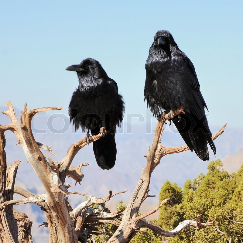 Two big crows | Stock image | Colourbox
