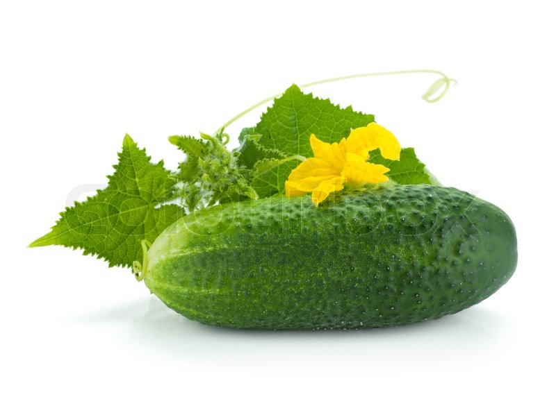 agurk frugt