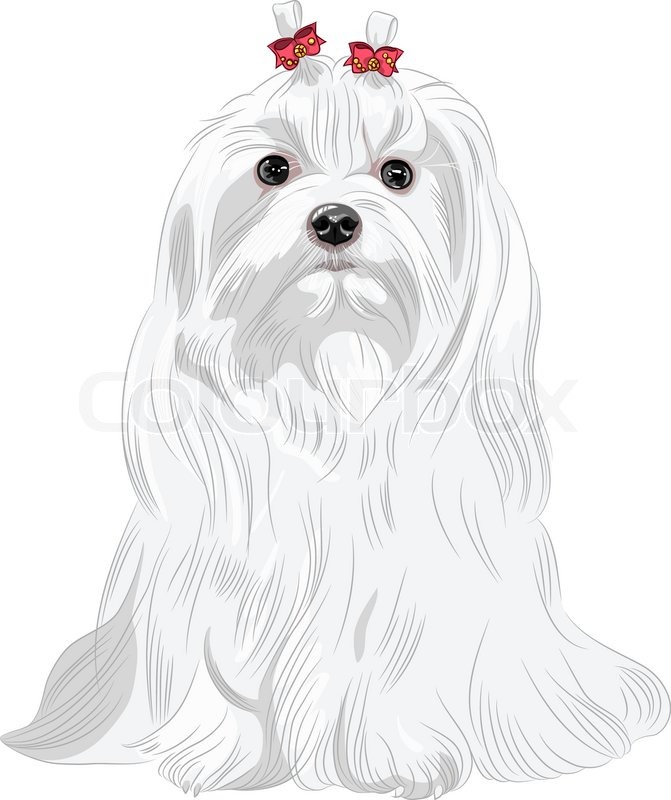 Vector serious white dog Maltese breed sitting Stock Vector serious white dog Maltese breed sitting Stock