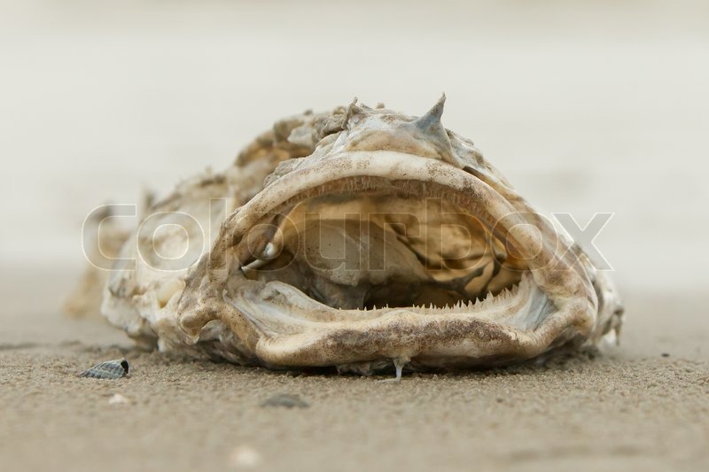 dead fish carcass Stock image Colourbox