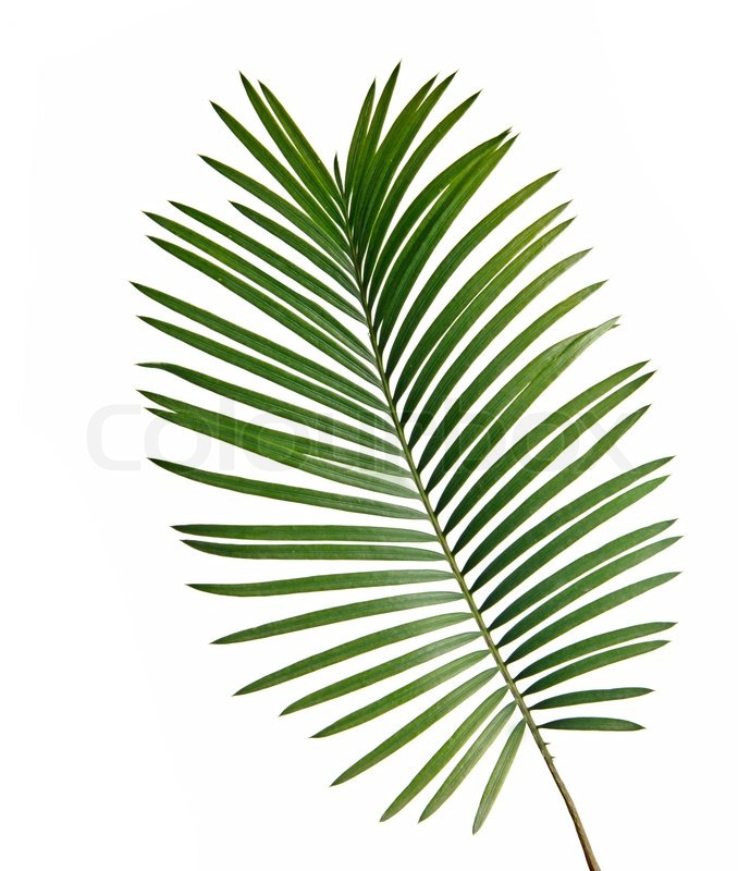 Cycad leaf | Stock image | Colourbox