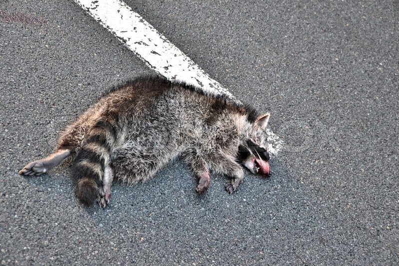 "dead raccoon on the road" Stock image Colourbox