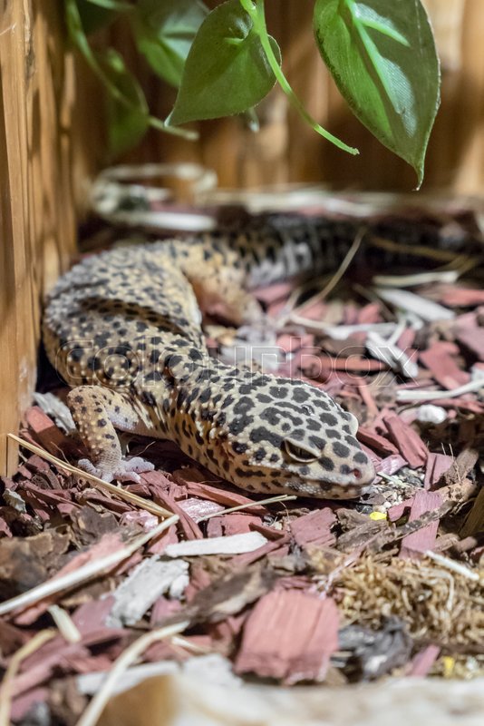 How Much Does A Leopard Gecko Cost Terrarium Station