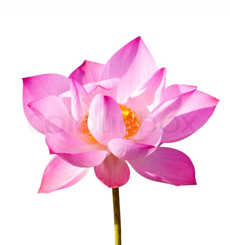Cutout Lotus | Stock image | Colourbox