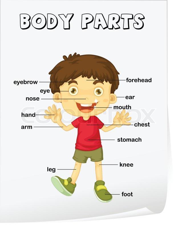 Vocabulary worksheet | Stock Vector | Colourbox eye diagram of the kindergarten 