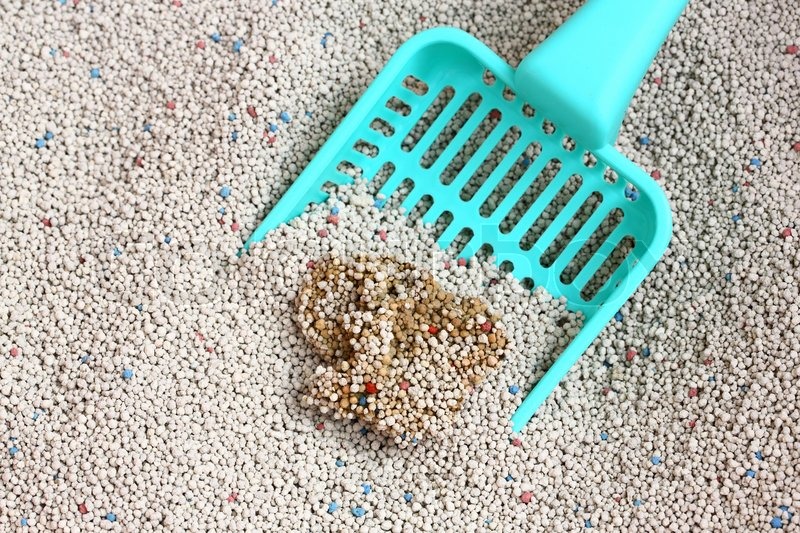 Cat Litter with cat sand scoop Stock image Colourbox