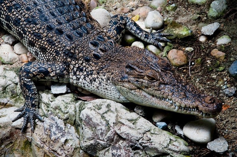 See you later alligator after while crocodile. Острорылый крокодил фото. Ah les crocodiles текст произношением. Мп крокодил. Крокодил mp3.