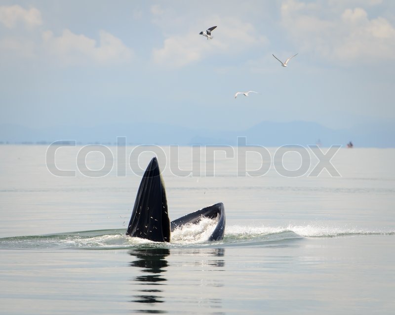 Bryde s Whale eating small fish in Thai | Stock image | Colourbox