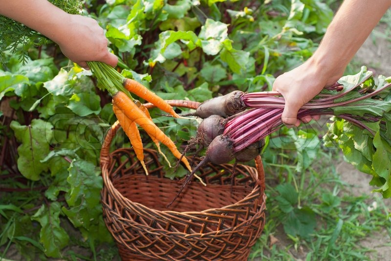 Beetroot and Carrots Stock image Colourbox