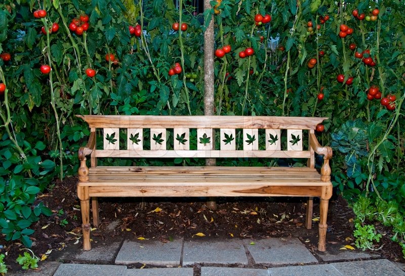 The Wooden bench on tomato garden background | Stock image | Colourbox