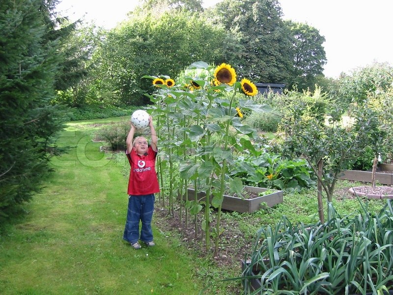 Ein kleiner Junge spielt im Garten | Stock Bild | Colourbox