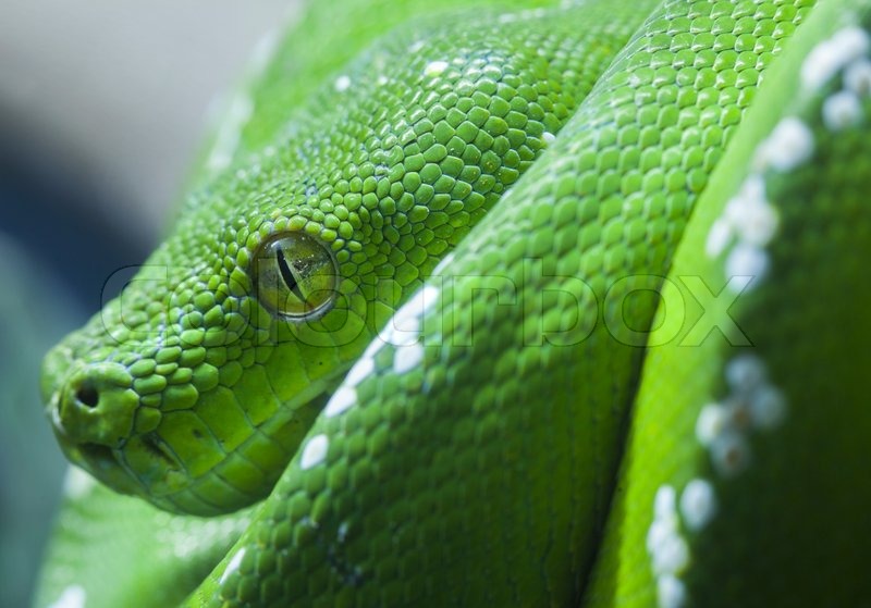 Green python snake | Stock image | Colourbox