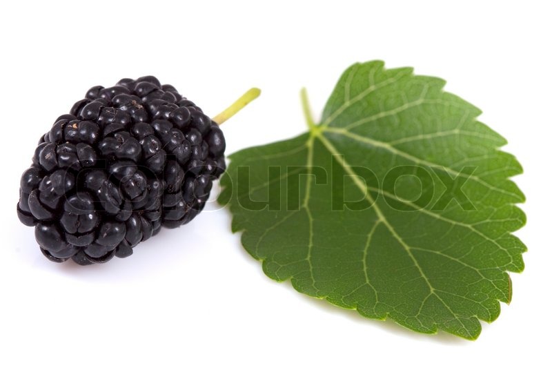 Mulberry isolierten Stock Bild Colourbox