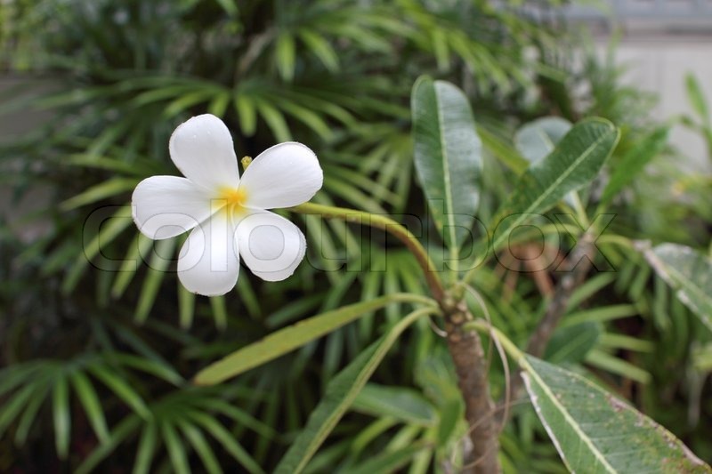 frangipani-tropiske-blomster-fra-stock-foto-colourbox