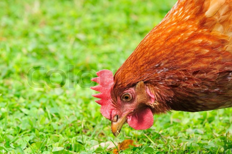Domestic Chicken Essen Grass Stock Bild Colourbox