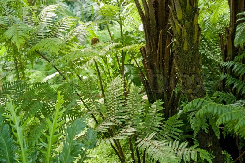 Gedeihen Vegetation des Dschungels Stock Bild Colourbox