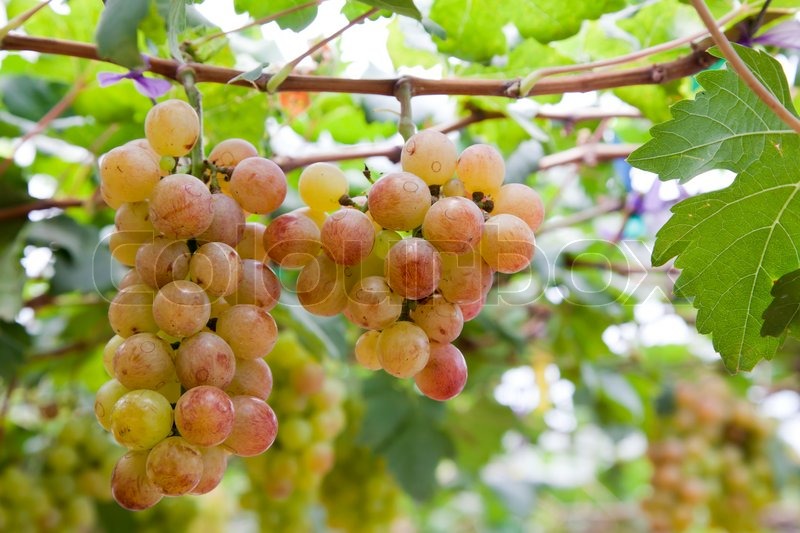 Grape Garten Stock Bild Colourbox