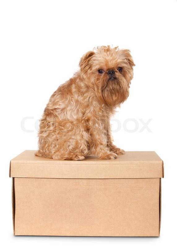 dog cardboard box