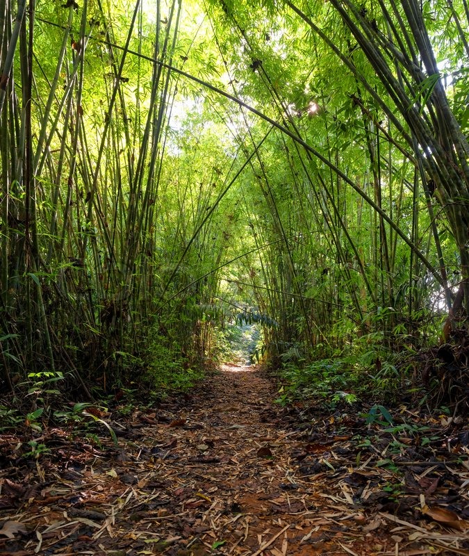 Bamboo Jungle Forest Stock image Colourbox