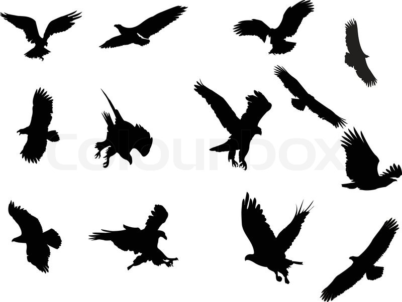 Eagles collection eps | Stock vector | Colourbox