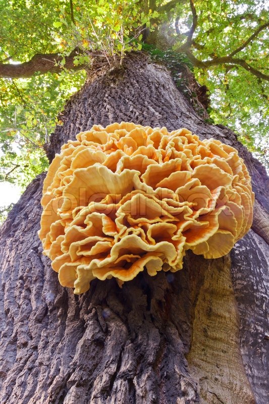 Lage Fungus At The Trunk Of An Oak Tree Stock Image Colourbox