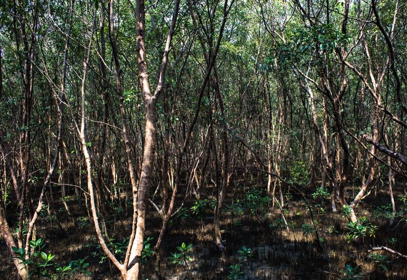 Mangrovenwald Naturschutzgebiet Stock Bild Colourbox
