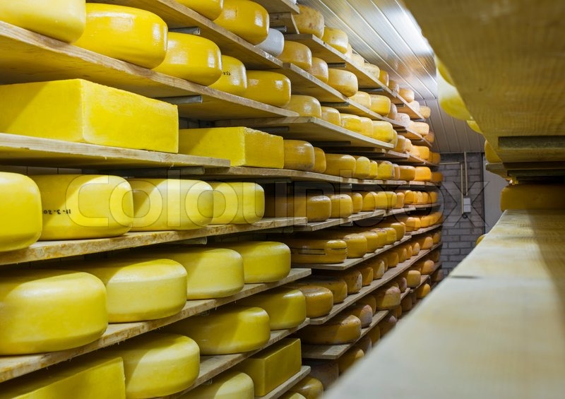 Cheese factory in holland with Stock image Colourbox