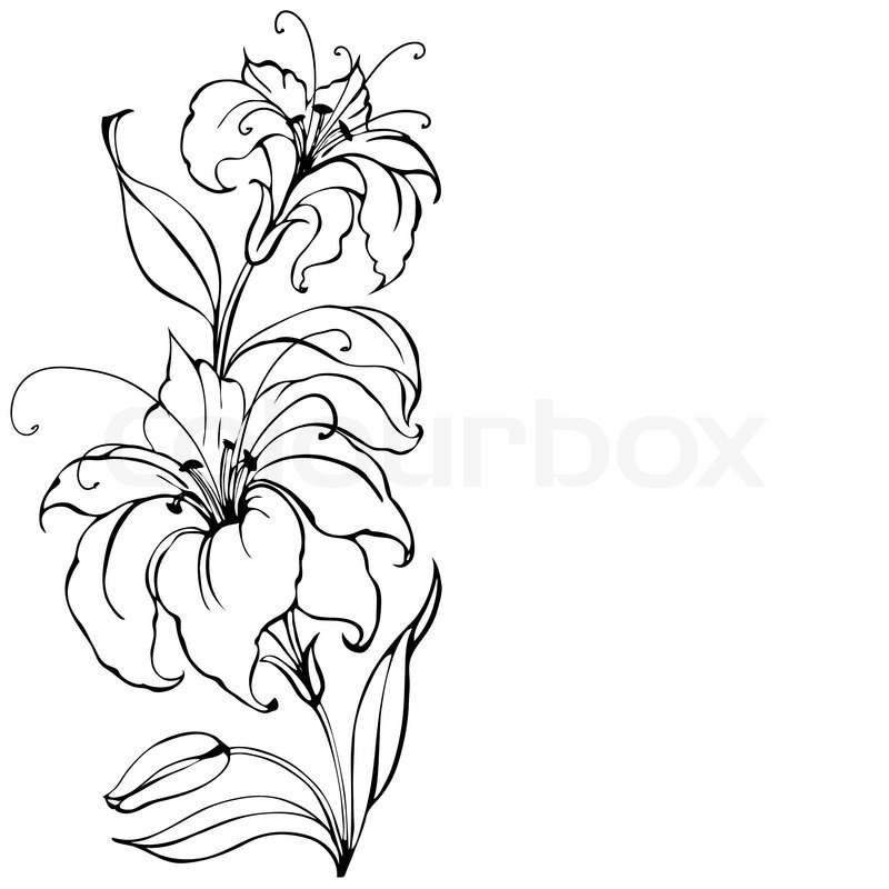 Lily Flower Isolated Over White Vector Illustration Stock Vector Colourbox Lily Flower Isolated Over White Vector Illustration Stock Vector Colourbox
