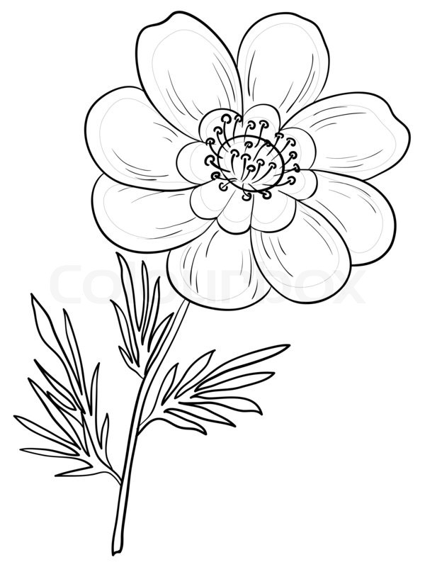 Flower Leaf Line Drawing : Flower adonis outline black contours on a white stock