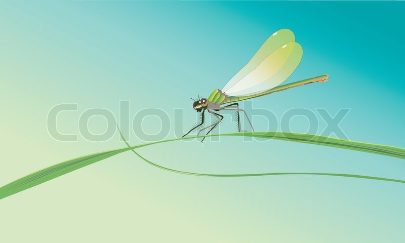 Dragonfly sitting on a blade of grass ... | Stock vector | Colourbox