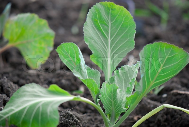Young cabbage sprouts on the vegetable Stock Photo Colourbox