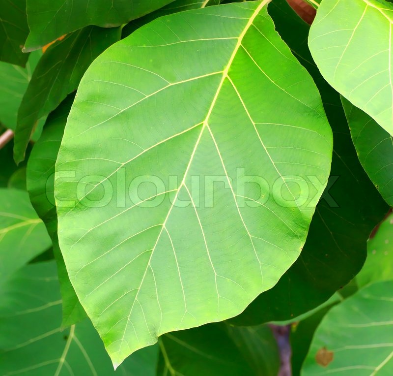 Teak leaves Stock Photo Colourbox