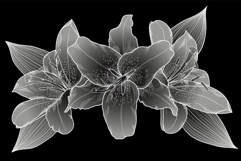 Schönen Bouquet von Lilien Schwarz , Weiß und Grau | Vektorgrafik