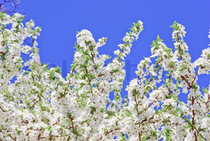 " Die blühenden Bäume im Frühling auf ... | Stock Bild | Colourbox