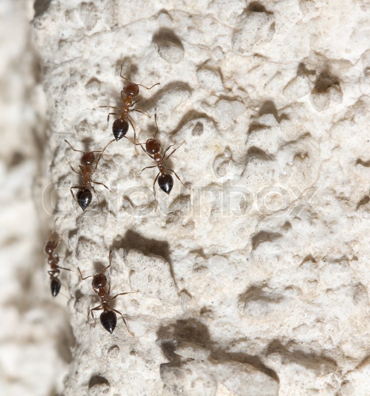 Ameisen an der Wand Makro Stock Bild Colourbox