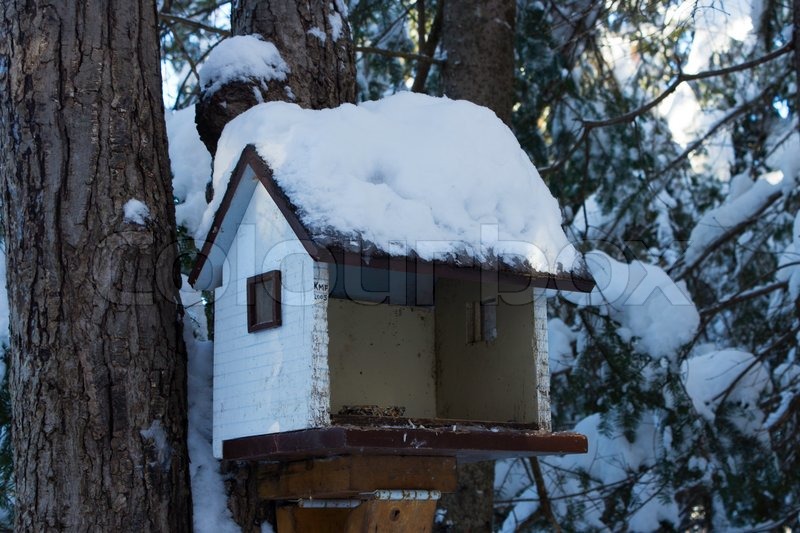 Vogelhaus im Winter Stock Bild Colourbox Vogelhaus im Winter Stock Bild Colourbox