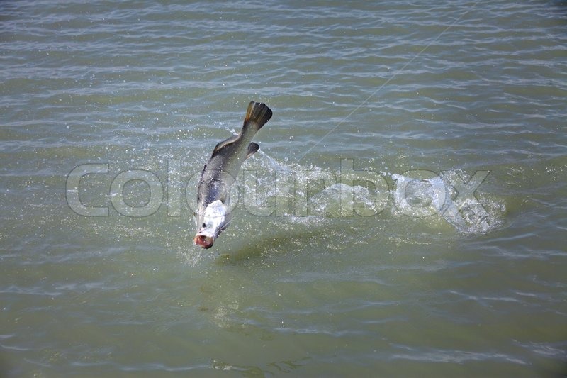 Big fish jumping out from water on river Stock Photo