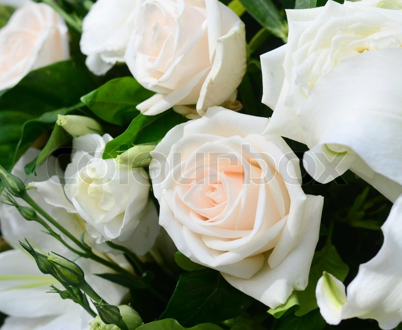 Weiße Rose | Stock Bild | Colourbox