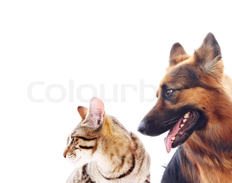Long Haired German Shepherd Dog And A Stock Image Colourbox