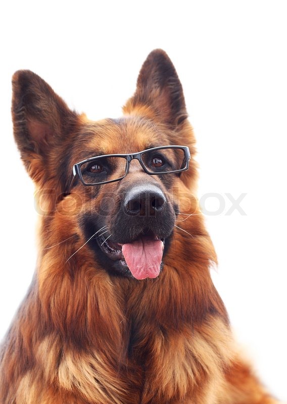 Long Haired German Shepherd In Black Stock Image Colourbox
