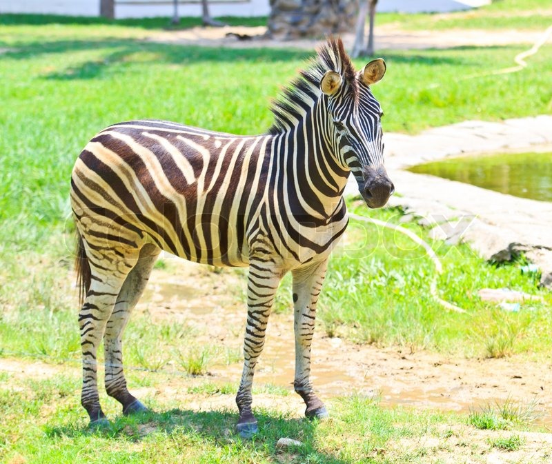 Zebra | Stock foto | Colourbox