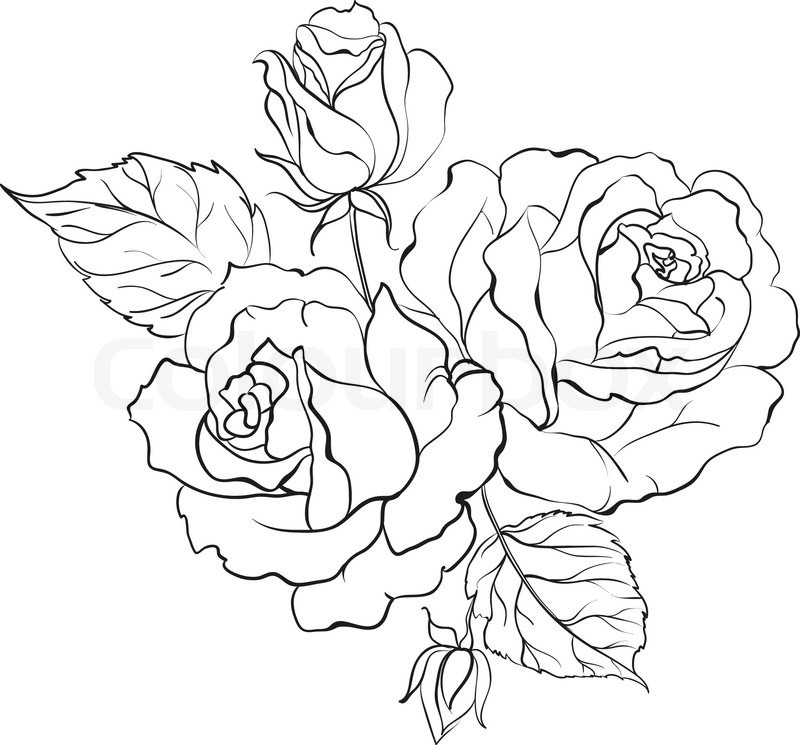 Flower Petals Line Drawing : Buket af roser stock vektor colourbox