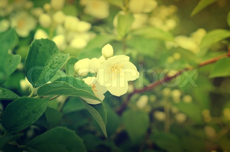 Jasmine Vintage Flower Jasmine Vintage Flower