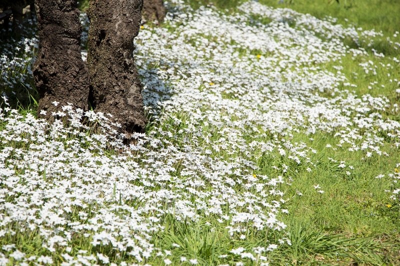 White Flowers in Spring Time Stock image Colourbox