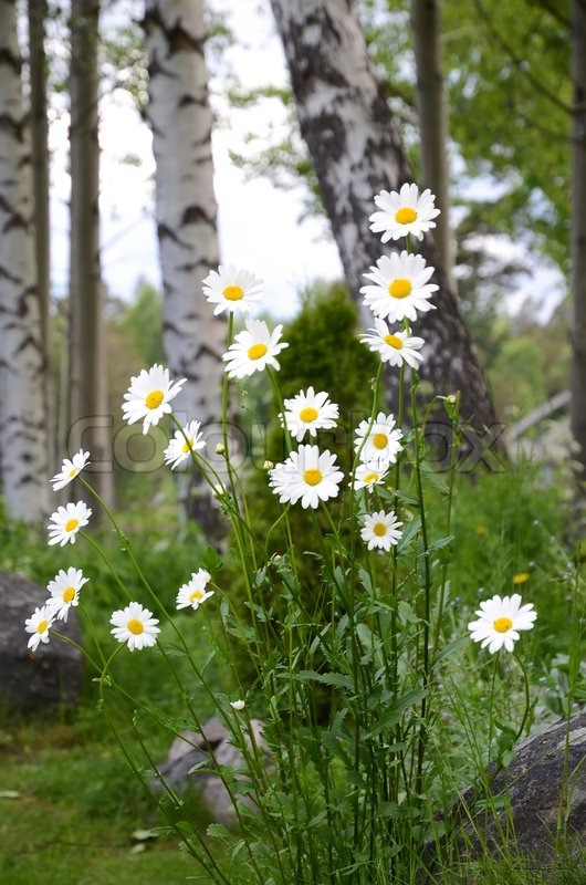 Daisies with birch trees in the | Stock image | Colourbox