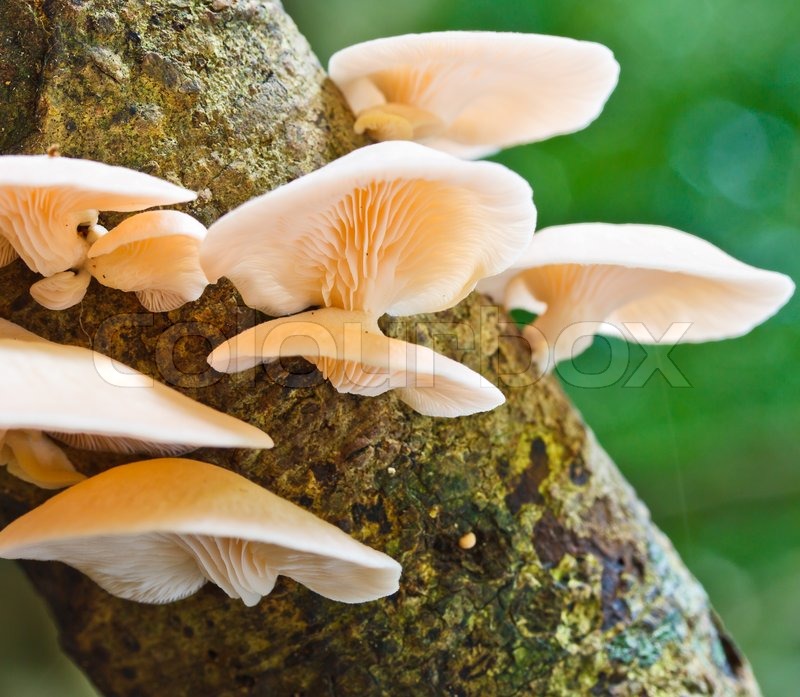 White mushrooms | Stock image | Colourbox