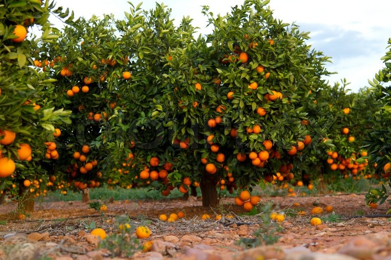 Orange Orchard