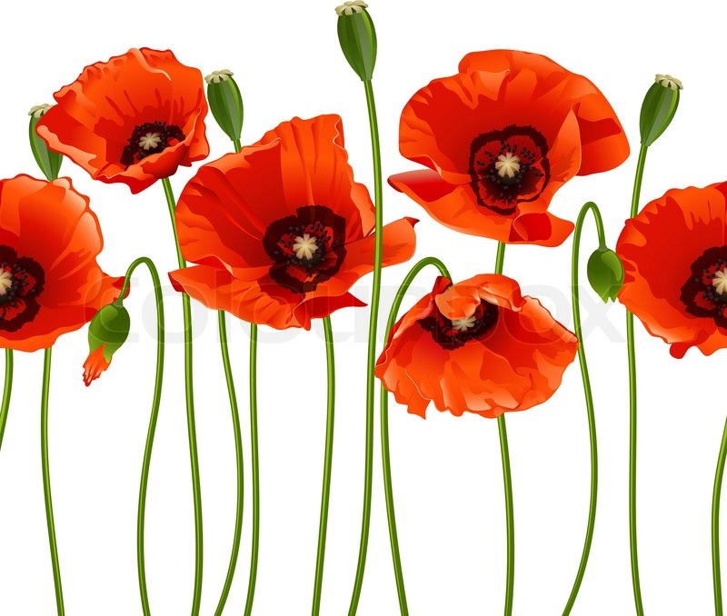 Rote Mohnblumen in einer Reihe | Vektorgrafik | Colourbox